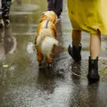Gaya pakaian musim hujan dengan jaket pelindung trench coat cokelat hangat dan sepatu bot modis