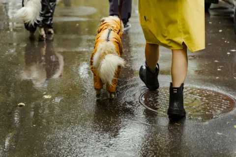 Gaya pakaian musim hujan dengan jaket pelindung trench coat cokelat hangat dan sepatu bot modis